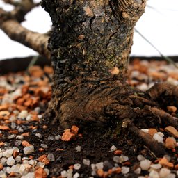 Pré Bonsai Pinheiro Negro 10 Anos - 6