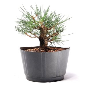 Pré Bonsai Pinheiro Negro 10 Anos