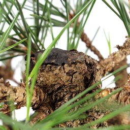 Pré Bonsai Pinheiro Negro 10 Anos - 5
