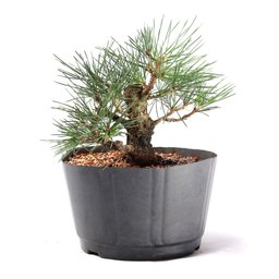 Pré Bonsai Pinheiro Negro 10 Anos - 3