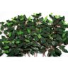 Kit 84 Galhos Folha Decorativa Artificial Muro Inglês Ficus - 1