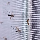 Ver imagem 7 de Tela Mosquiteiro Inseto 3 Metros Janela Basculante Porta Mosquito Mosca Pernilongo Resistente Multiu