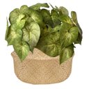 Ver imagem 3 de 7 Buquês Folhagens Singônio Artificiais Verdes Plantas Realistas que Parecem Naturais para Decoração