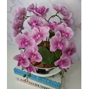 Ver imagem 2 de Arranjo Com 4 Orquídeas Violeta Vaso Prata 28cm
