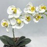 Arranjo de Orquídea Branca em Vaso de Madeira 30cm:vermelha - 5