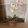 Arranjo de Orquídea Branca em Vaso de Madeira 30cm:vermelha - 4