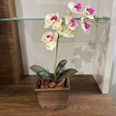 Ver imagem 4 de Arranjo de Orquídea Branca em Vaso de Madeira 30cm:vermelha