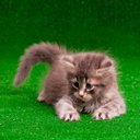 Ver imagem 1 de Grama Sintética Pet Love 2x15m (30m²)