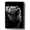 Quadro Decorativo Leão Olhando para Cima Foto Tumblr - 1