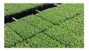Ver imagem 4 de Kit 30 Bandeja Sementeira Para Produção De Mudas 64 Células