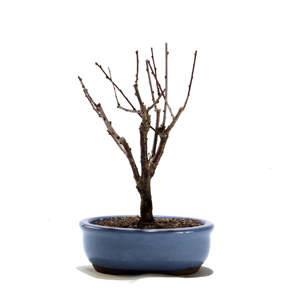 Bonsai Mini Sakurá 02 Anos