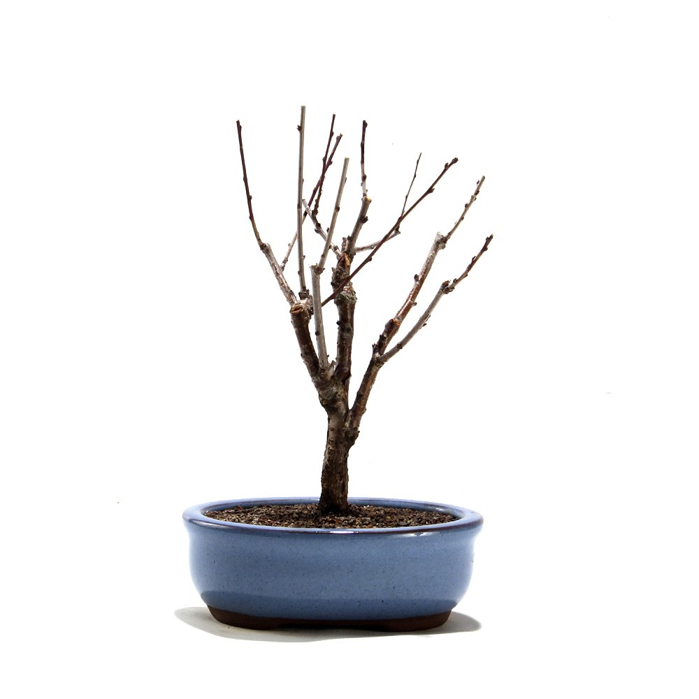 Bonsai Mini Sakurá 02 Anos - 2