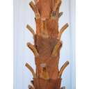 Ver imagem 4 de Arvore Planta Palmeira Leque com 36 Folhas 4 Metros Tropical