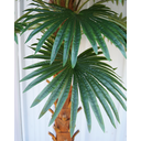 Ver imagem 3 de Arvore Planta Palmeira Leque com 36 Folhas 4 Metros Tropical