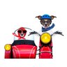 Papel De Parede Casal De Cachorros Na Moto 3D Anm178 - 2