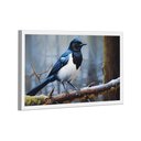 Ver imagem 4 de Quadro Pega-rabuda -- Br Artes