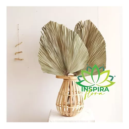 5 Folha de Latania Leque Natural Desidratado Casamento Decor - 3