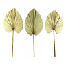 5 Folha de Latania Leque Natural Desidratado Casamento Decor - 2