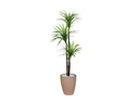 Ver imagem 1 de Planta Artificial Árvore Yucca 1,50m 3 Folhas Kit + Vaso E. Bege 32cm
