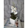 Arranjo De Mini Orquídea Branca Vaso Branco Quadrado - 2
