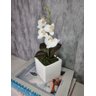 Arranjo De Mini Orquídea Branca Vaso Branco Quadrado - 3