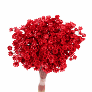 Buquê Flor Sempre Viva Vermelho Lembrancinha Desidratado Lar