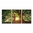 Ver imagem 3 de Quadro Decorativo Árvore Grande Galhos Paisagem para Sala Quarto - Moldura Premium
