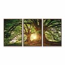 Ver imagem 5 de Quadro Decorativo Árvore Grande Galhos Paisagem para Sala Quarto - Moldura Premium