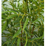 Árvore Bamboo Artificial Grande para Decoração Verde Permanente - 3