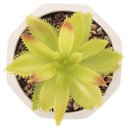 Ver imagem 3 de Cachepot com Suculenta Wolff Geométrico Cimento