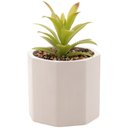 Ver imagem 1 de Cachepot com Suculenta Wolff Geométrico Cimento