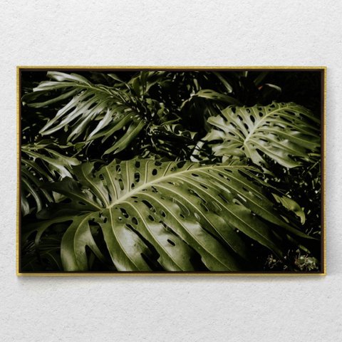 Quadro Decorativo Horizontal Planta Costela de Adão Com Moldura Sem Vidro 40X60