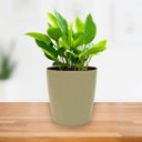 Ver imagem 4 de Vaso Cachepot Orquídea (15x16) Cor Areia Vintage Vasart