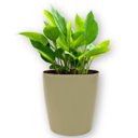 Ver imagem 3 de Vaso Cachepot Orquídea (15x16) Cor Areia Vintage Vasart