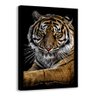 Quadro Motivacional a Face do Tigre - Moldura Preta - 20x30cm - 1