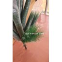 Ver imagem 5 de Árvore de Natal 120 cm 90 galhos Luxo Verde Nevada pé de plástico pequena super cheia promoção