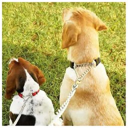 Coleira Guia Corrente Cachorro Cao Dog Semi Enforcadora Kit Passeio Corrente Aço Zincado Ajustavel R - 10