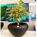 Ver imagem 5 de Vitoria