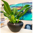 Ver imagem 4 de Vitoria