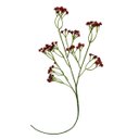 Ver imagem 4 de Kit de 20 Galhos Flor Artificial Vermelho para Vasos Festa e Centros de Mesa