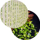 Ver imagem 3 de Cortina de Pisca Leds Luz Amarelo com Fio Folhas Jardim 220v