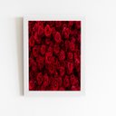 Ver imagem 1 de Rosas Buquê de Flores Vermelho Quadro Moldura Branca 60x40cm