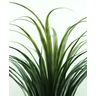 Planta Suculenta Yucca Arvore Verde Folhagem Grande 1.3m - 2