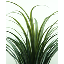 Ver imagem 2 de Planta Suculenta Yucca Arvore Verde Folhagem Grande 1.3m
