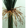 Planta Suculenta Yucca Arvore Verde Folhagem Grande 1.3m - 3