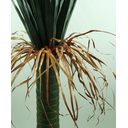 Ver imagem 3 de Planta Suculenta Yucca Arvore Verde Folhagem Grande 1.3m