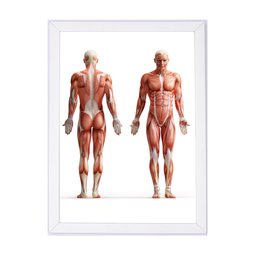 Quadro decoração medicina anatomia humana 24x33cm brc3960 - 1