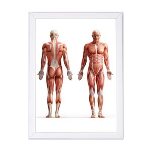 Quadro decoração medicina anatomia humana 24x33cm brc3960