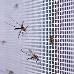 Tela Mosquiteiro Inseto 2 Metros Janela Basculante Mosquito Pernilongo Segurança Proteçao - 5