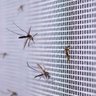 Tela Mosquiteiro Inseto 2 Metros Janela Basculante Mosquito Pernilongo Segurança Proteçao - 5